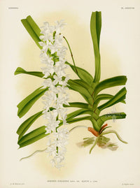 Jean Linden Aerides Fieldingi Orchid - Panteek Antique Prints