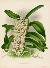 Jean Linden Aerides Suavissimum Orchid - Panteek Antique Prints