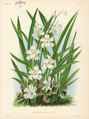 Jean Linden Aganisia Lepida - Panteek Antique Prints