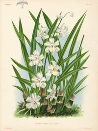 Jean Linden Aganisia Lepida - Panteek Antique Prints