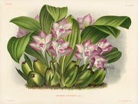 Jean Linden Bifrenaria Tyrianthina - Panteek Antique Prints