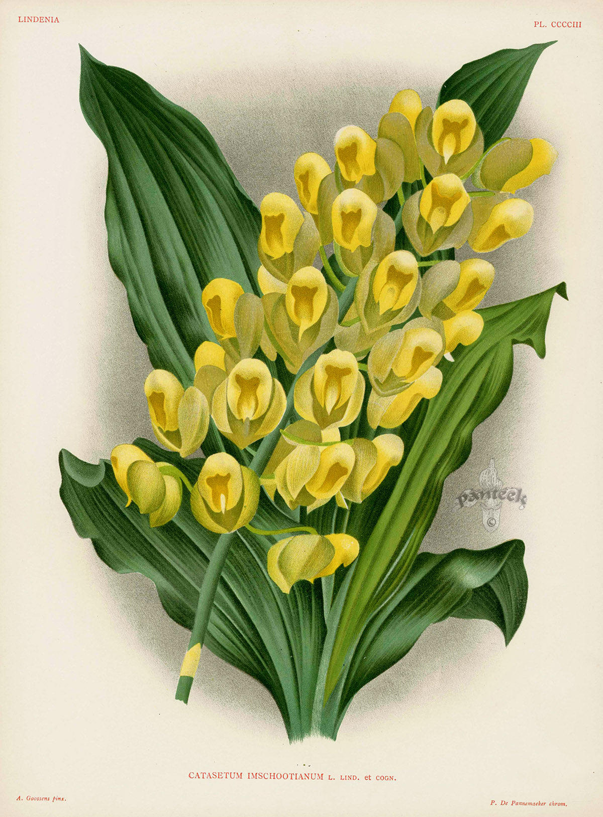 Jean Linden Catasetum Imschootianum Orchid