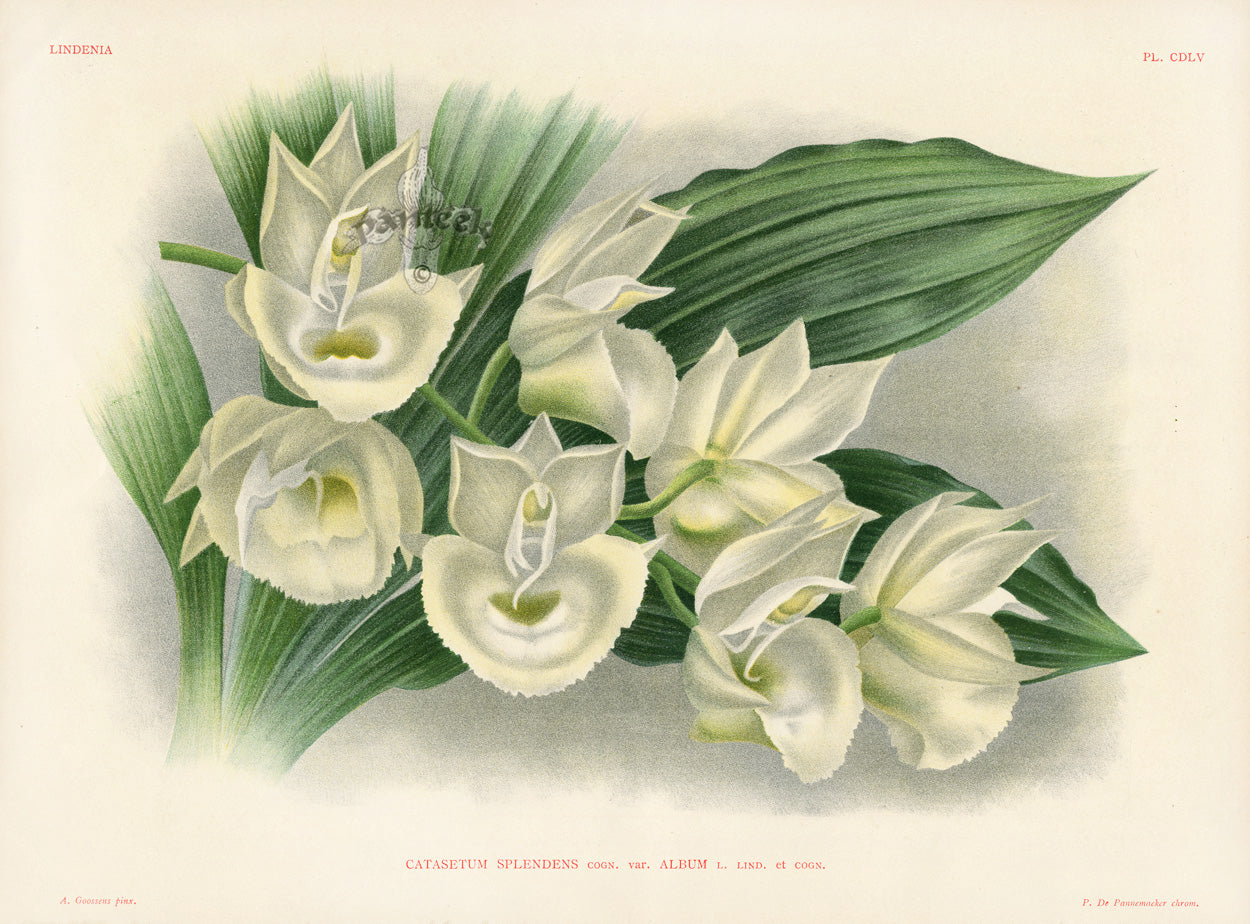 Jean Linden Catasetum Splendens