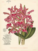 Jean Linden Cattleya Alexandrae - Panteek Antique Prints