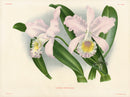 Jean Linden Cattleya Cupidon - Panteek Antique Prints