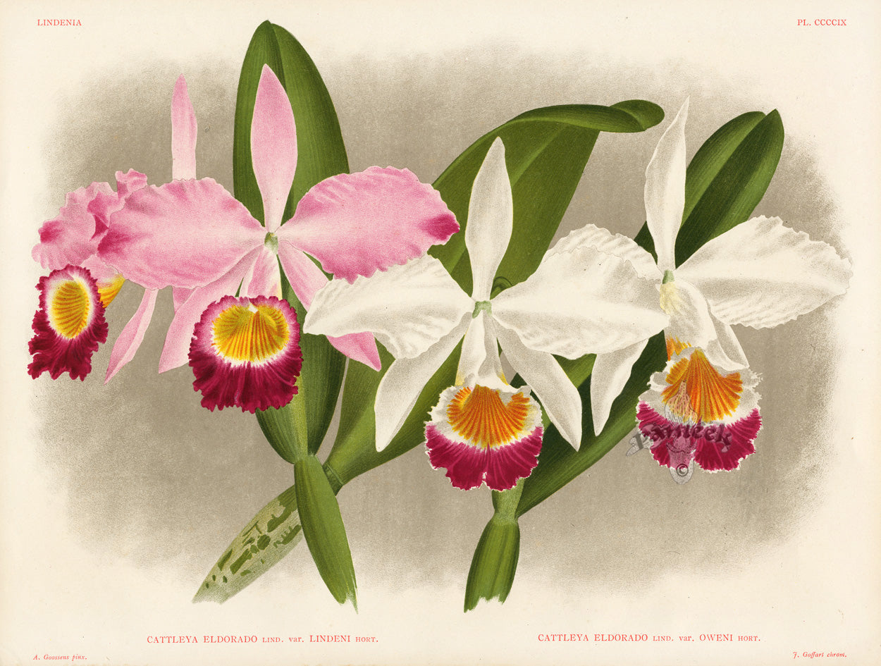 Jean Linden Cattleya Eldorado