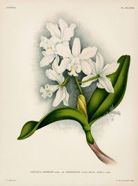 Jean Linden Cattleya Loddigesi Orchid - Panteek Antique Prints