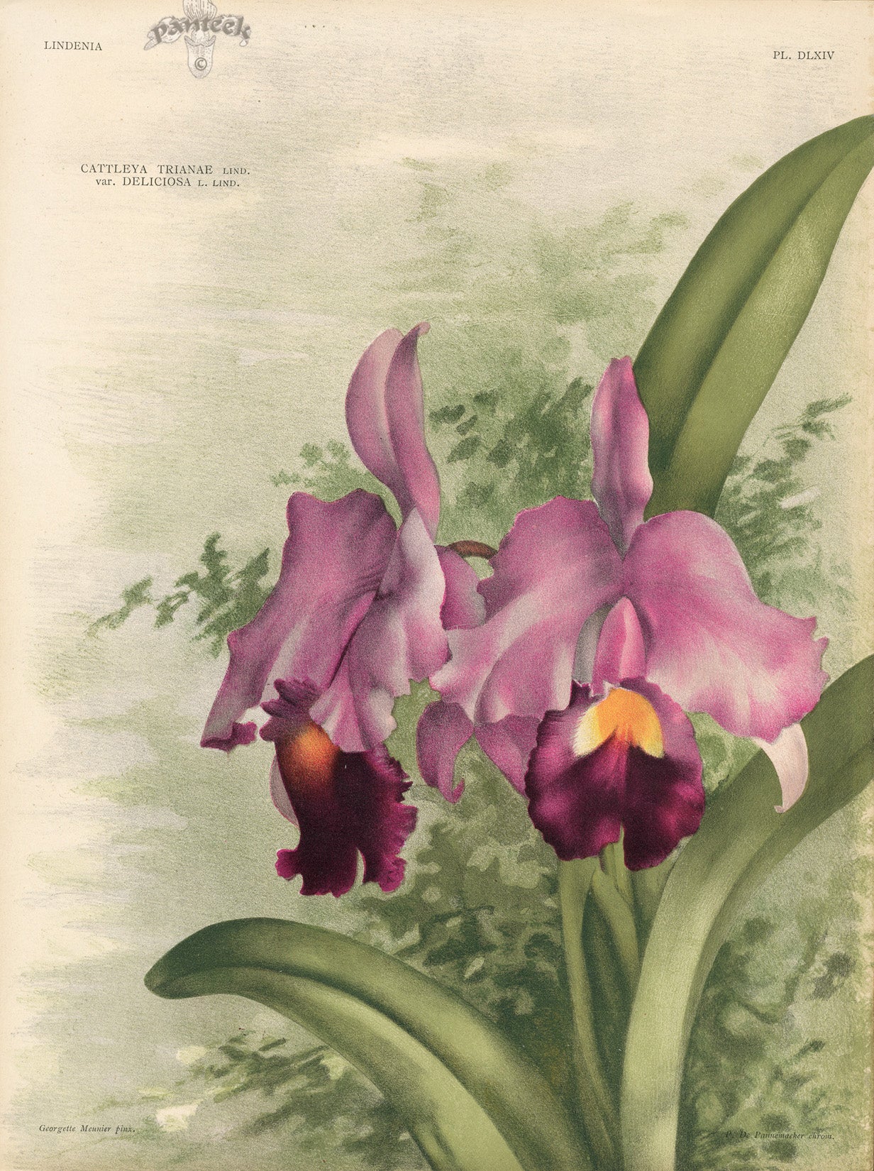 Jean Linden Cattleya Trianae