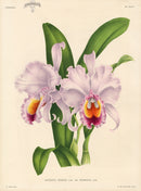 Jean Linden Cattleya Trianae - Panteek Antique Prints