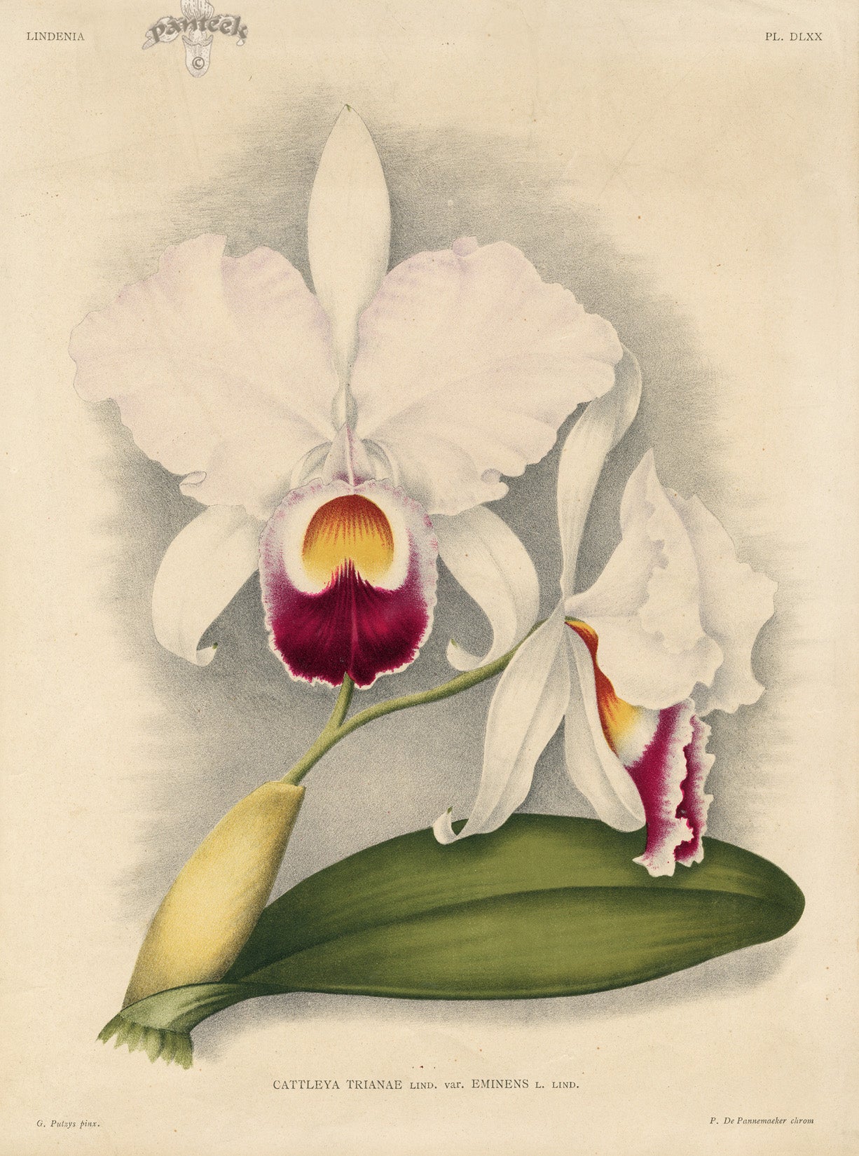 Jean Linden Cattleya Trianae