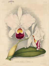 Jean Linden Cattleya Trianae - Panteek Antique Prints