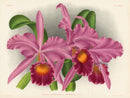Jean Linden Cattleya Warocqueana - Panteek Antique Prints