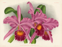 Jean Linden Cattleya Warocqueana - Panteek Antique Prints