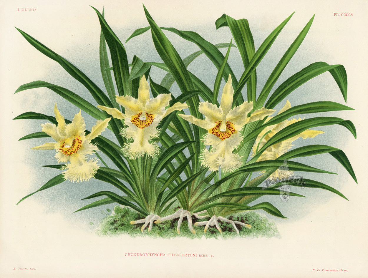 Jean Linden Chondrorhyncha Chestertoni
