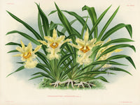 Jean Linden Chondrorhyncha Chestertoni - Panteek Antique Prints