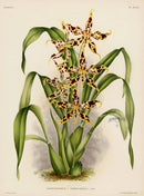 Jean Linden Cirrho-Halli Orchid - Panteek Antique Prints