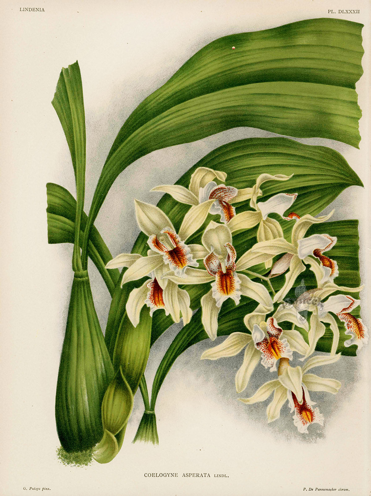 Jean Linden Coelogyne Asperata Orchid