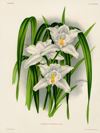 Jean Linden Cymbidium Eburneum Orchid - Panteek Antique Prints