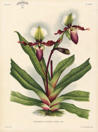 Jean Linden Cypripedium Bictoriae Mariae - Panteek Antique Prints