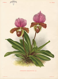 Jean Linden Cypripedium Charlesworthi - Panteek Antique Prints