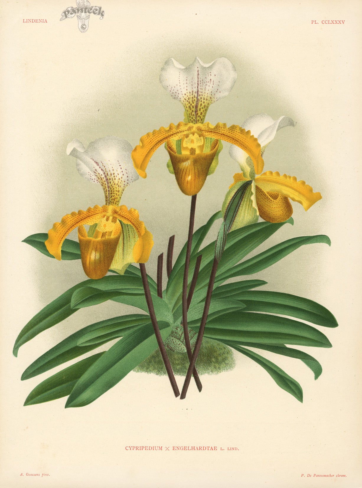 Jean Linden Cypripedium Engelhardtae