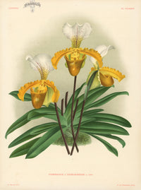 Jean Linden Cypripedium Engelhardtae - Panteek Antique Prints