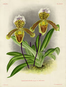 Jean Linden Cypripedium Insigne - Panteek Antique Prints