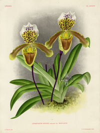Jean Linden Cypripedium Insigne - Panteek Antique Prints