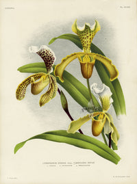 Jean Linden Cypripedium Insigne - Panteek Antique Prints