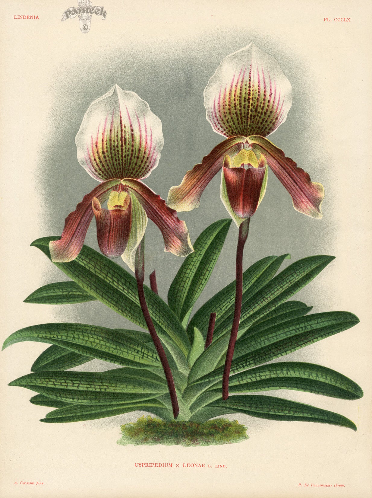Jean Linden Cypripedium Leonae