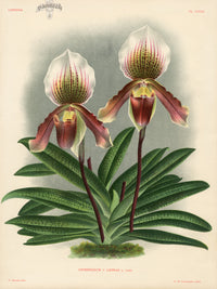 Jean Linden Cypripedium Leonae - Panteek Antique Prints