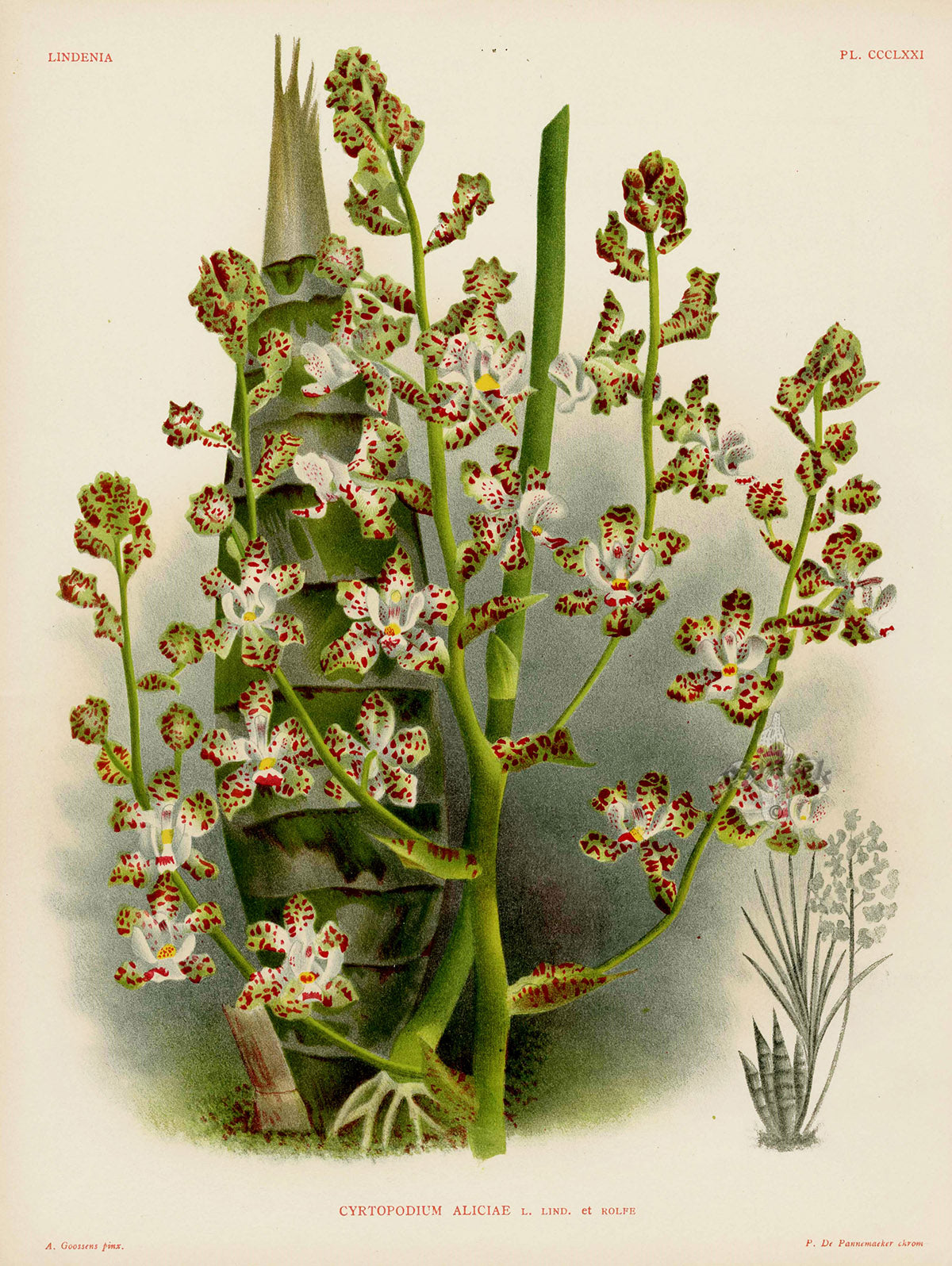 Jean Linden Cyrtopodium Aliciae Orchid