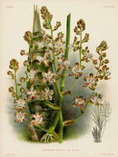 Jean Linden Cyrtopodium Aliciae Orchid - Panteek Antique Prints