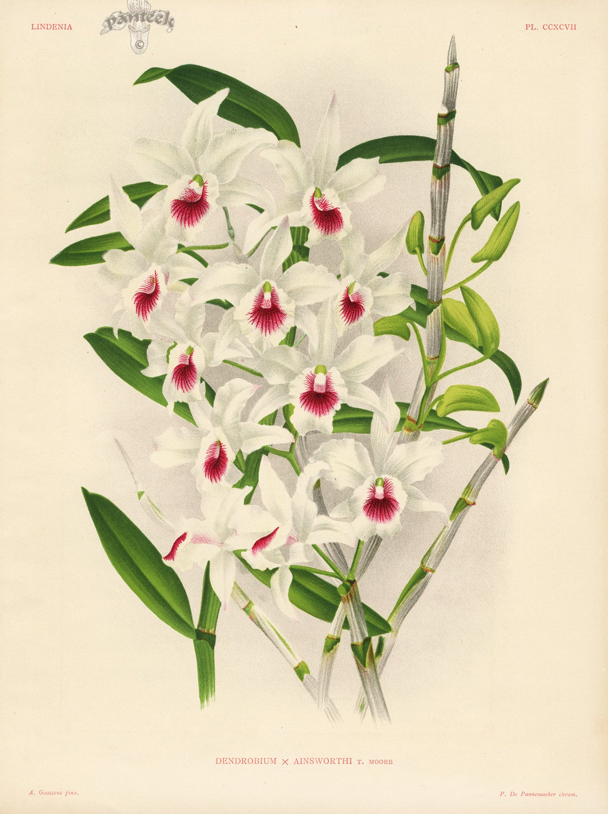 Jean Linden Dendrobium Ainsworthi