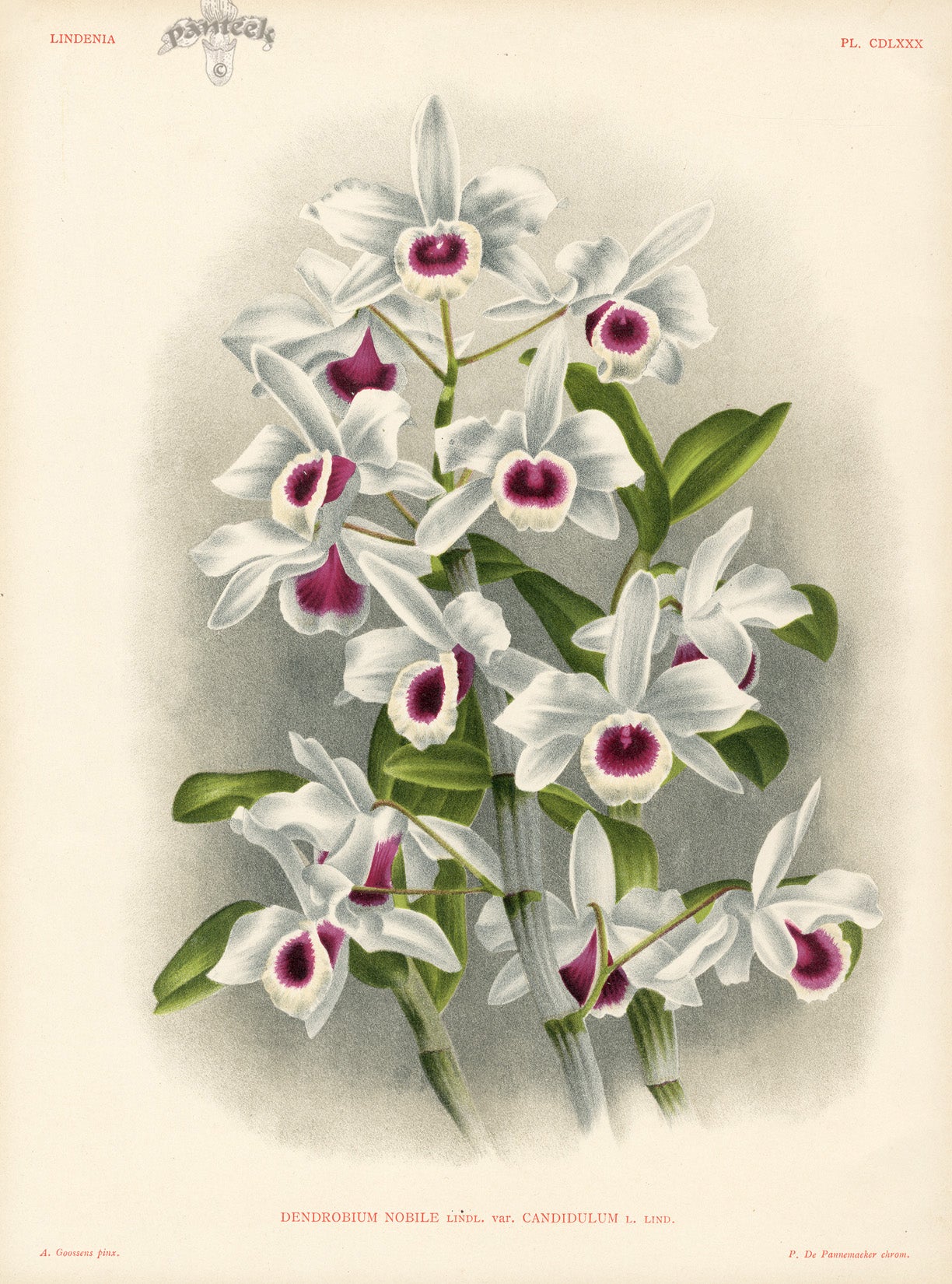 Jean Linden Dendrobium Nobile