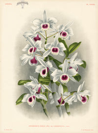 Jean Linden Dendrobium Nobile - Panteek Antique Prints
