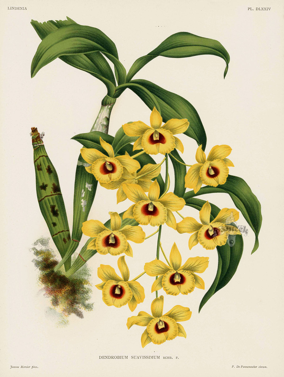 Jean Linden Dendrobium Suavissimum Orchid