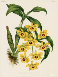 Jean Linden Dendrobium Suavissimum Orchid - Panteek Antique Prints