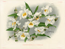 Jean Linden Dendrobium Wardianum - Panteek Antique Prints