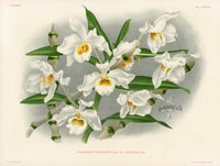 Jean Linden Dendrobium Wardianum - Panteek Antique Prints