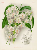 Jean Linden Diacrium Bicornutum Orchid - Panteek Antique Prints