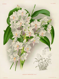 Jean Linden Diacrium Bicornutum Orchid - Panteek Antique Prints