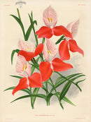 Jean Linden Disa Grandiflora - Panteek Antique Prints