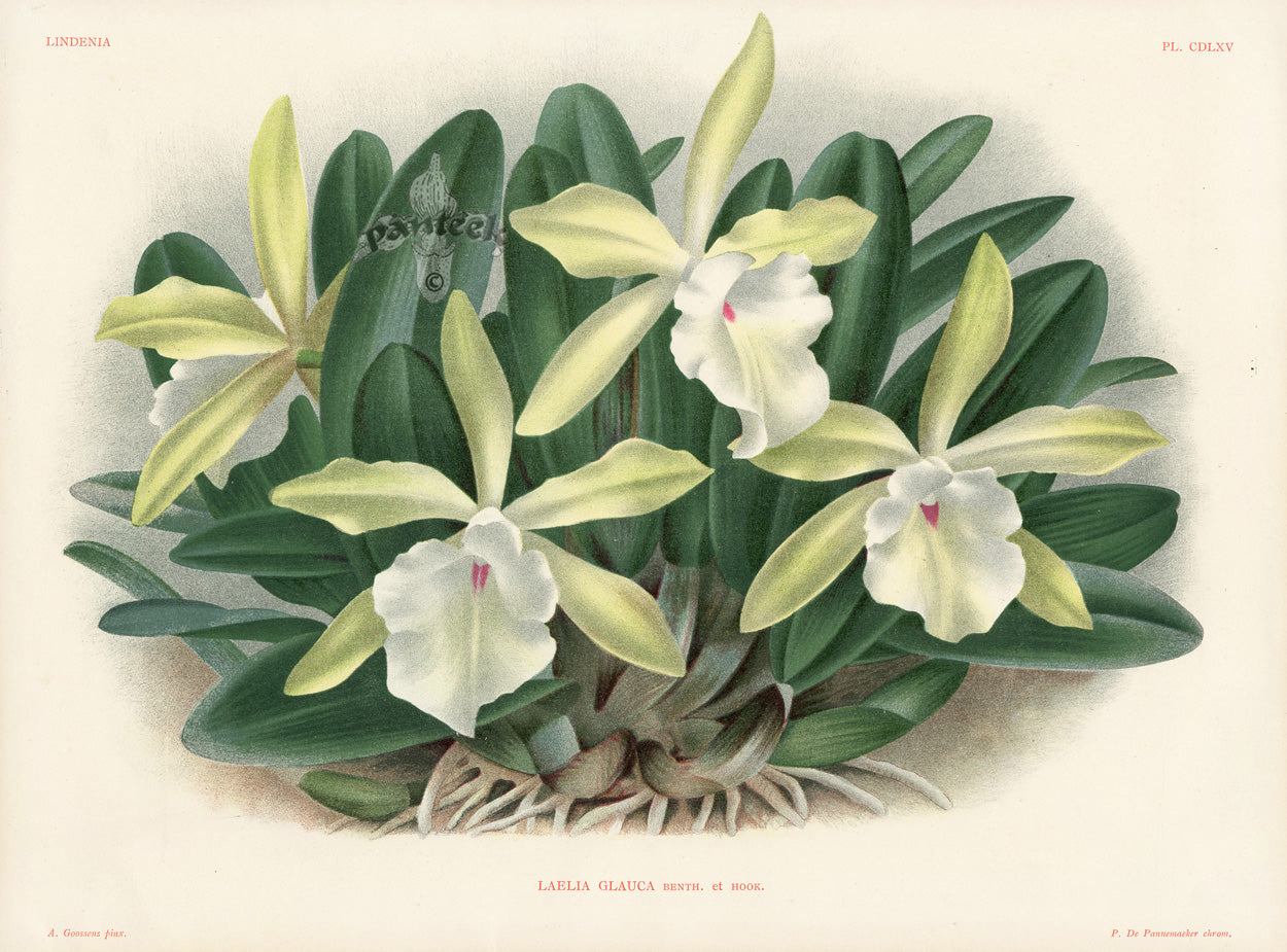 Jean Linden Laelia Glauca