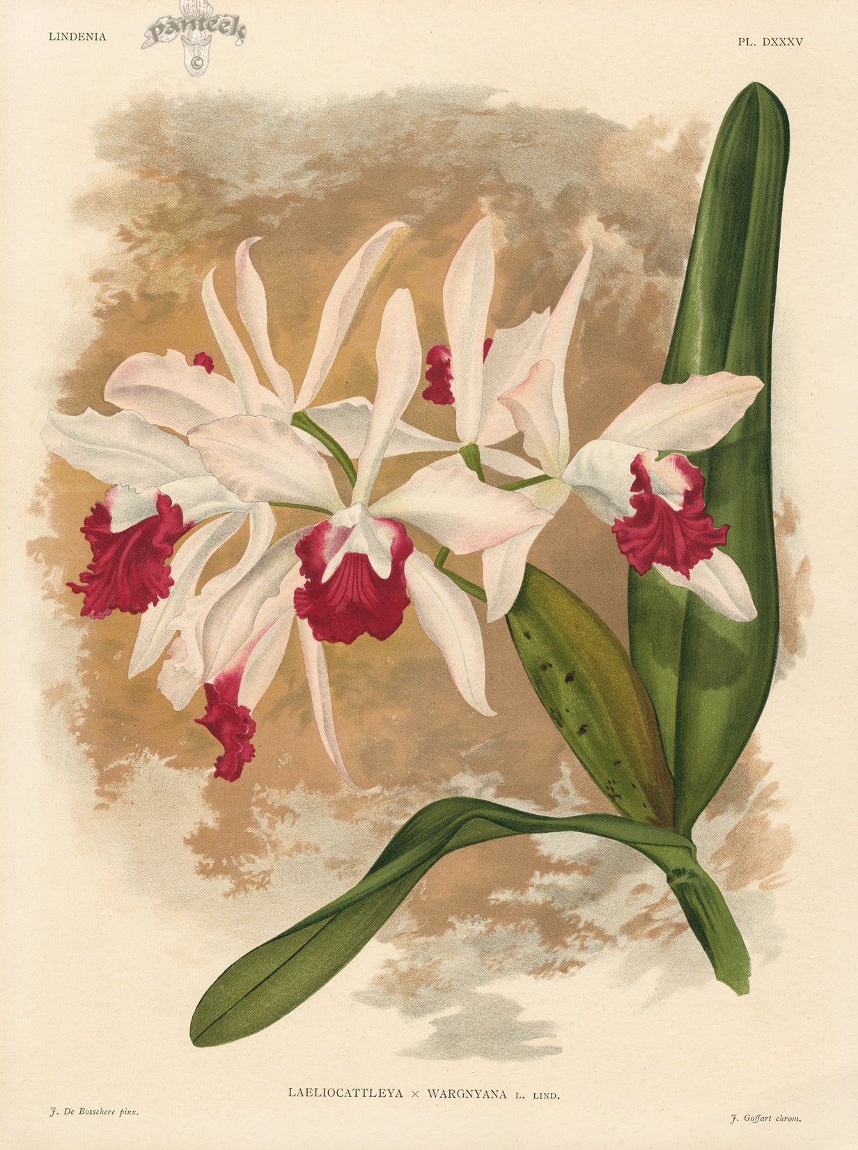 Jean Linden Laeliocattleya Wargnyana