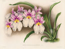 Jean Linden Miltonia Vexillaria - Panteek Antique Prints