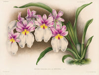 Jean Linden Miltonia Vexillaria - Panteek Antique Prints