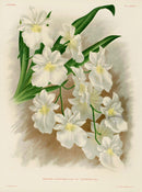 Jean Linden Miltonia Vexillaria Orchid - Panteek Antique Prints