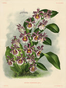 Jean Linden Miltonia Warscewiczii - Panteek Antique Prints