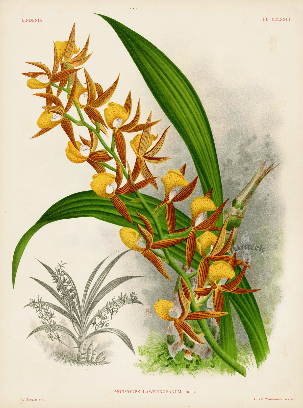 Jean Linden Mormodes Lawrenceanum Orchid